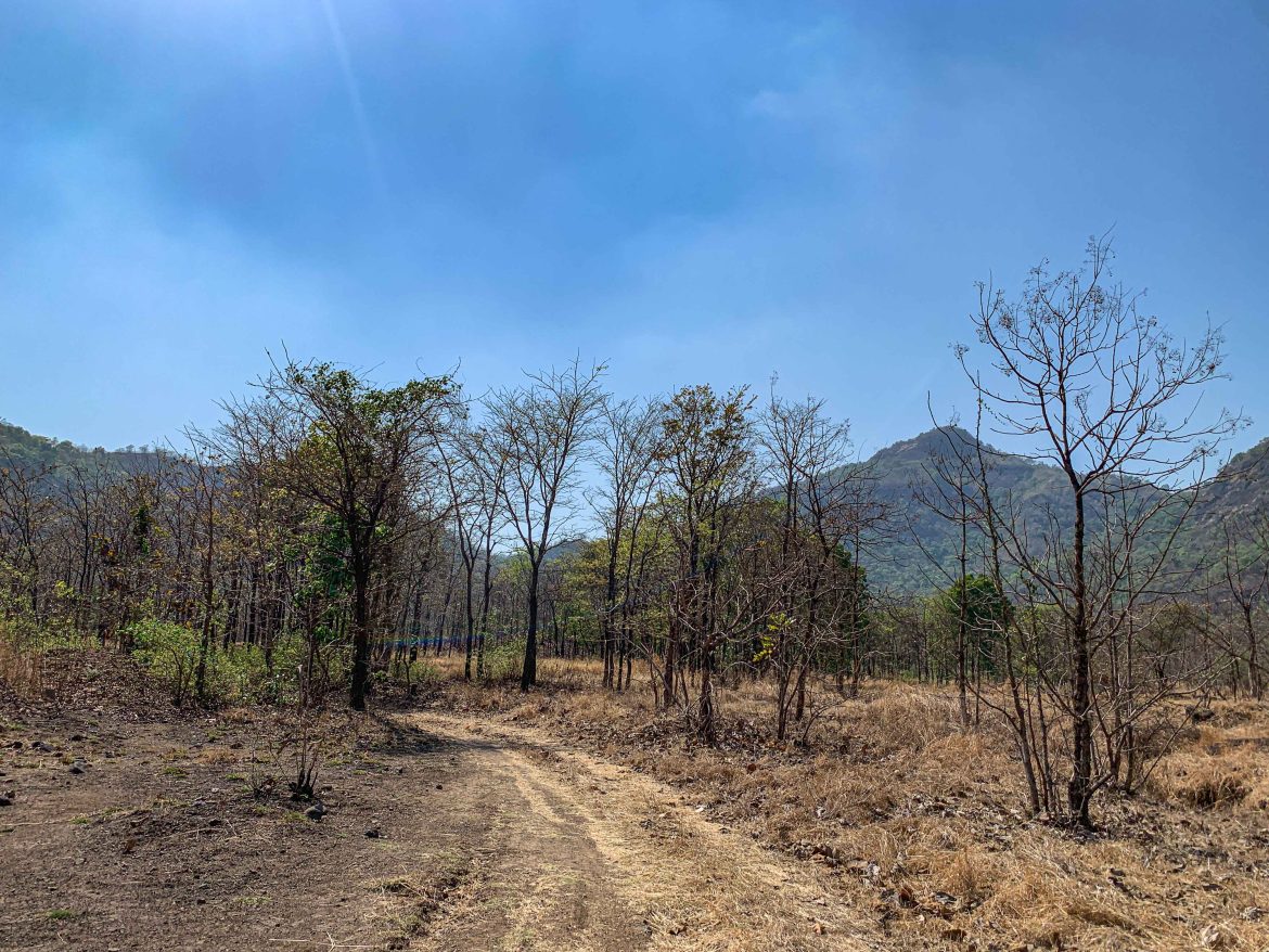 ट्रेक संपल्यावर परतीच्या वाटेवर टिपलेला गुमतारा ट्रेक संपल्यावर परतीच्या वाटेवर टिपलेला गुमतारा