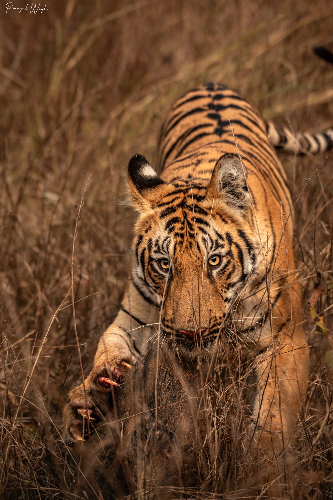 उमरेडच्या जंगलातील जीवघेणा खेळ!