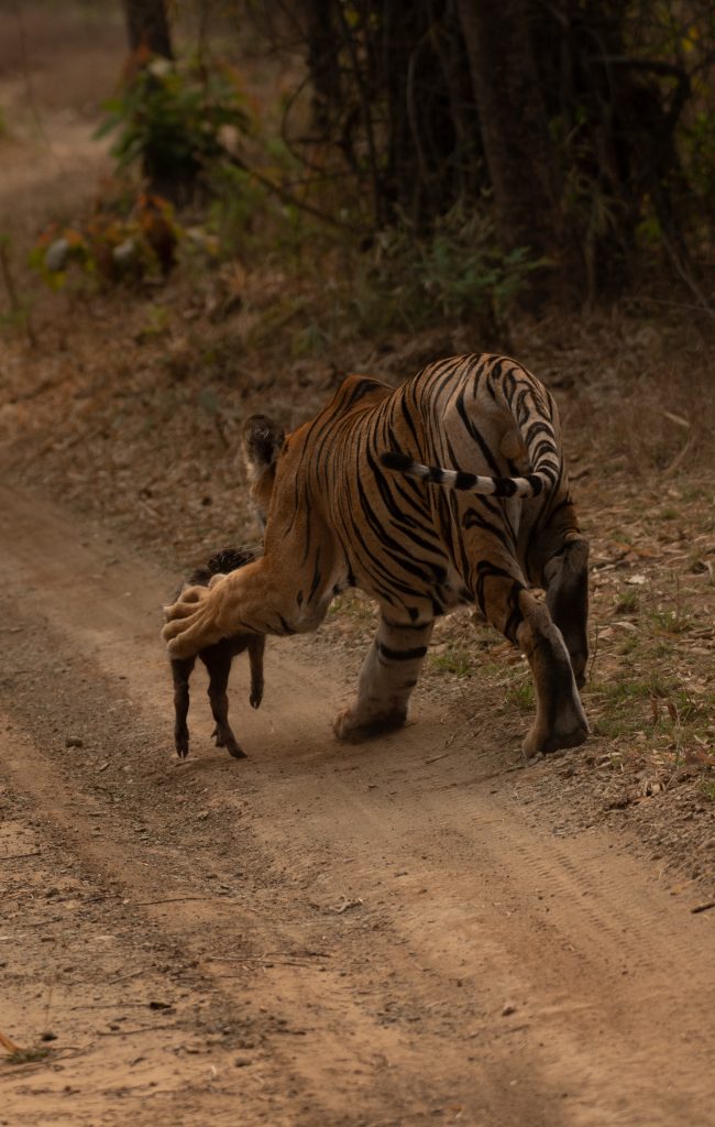शिकारीचा सराव करताना फेअरी वाघिणीचा बछडा!